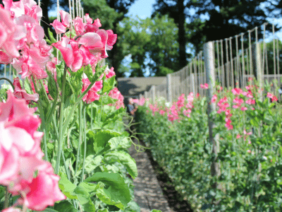 Lathyrus Dagen